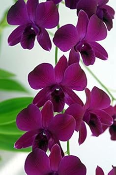 Dark Purple Dendrobium Flower Seeds for Planting - 100 pcs