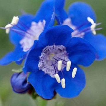 Organic Heirloom Non-GMO Blue California Bluebells Flower Seeds for Planting – Wild Blooms