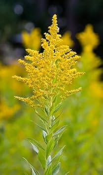 Goldenrod Flower Seeds for Planting - NON GMO Seeds