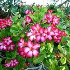 Adenium Obesum Flower Seeds for Planting ƒ?? Fresh, Organic, Heirloom, Non-GMO Desert Rose Seeds