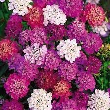 Heirloom Candytuft Flower Seeds, Non-GMO Fragrant Blooms for Planting