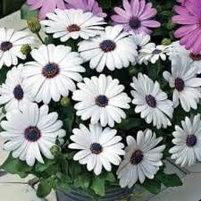 White Osteospermum Flower Seeds, Heirloom, Non-GMO Seeds for Planting