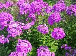 Perennial Flower Seeds 100 pc for Planting 100 pcs