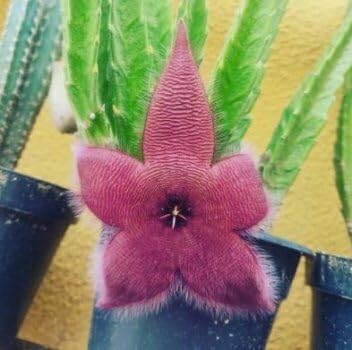 Stapelia Flower Seeds – Heirloom Non-GMO Succulent Seeds for Unique Garden Displays