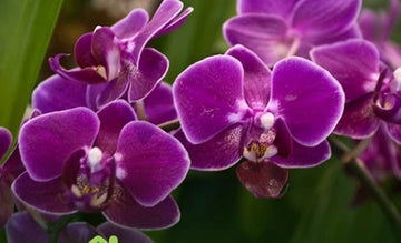 Purple Butterfly Orchid Seeds for Planting - NON GMO Seeds
