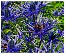 Heirloom Non-GMO Blue Holly Flower Seeds for Decorative Garden Edges and Winter Planting