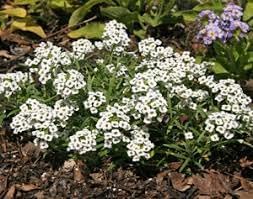 Alyssum Lobularia Flower Seeds for Planting â€“ NON GMO Seeds