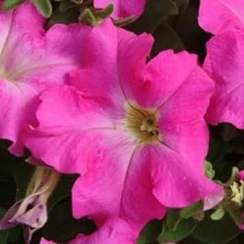 Pink Fuchsia Petunia Seeds for Planting - Heirloom, NON-GMO Flower Seeds - Easy to Grow Garden Blooms