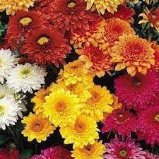 Chrysanthemum Flower Seeds Heirloom Non GMO Planting - 100 pcs for planting in home garden
