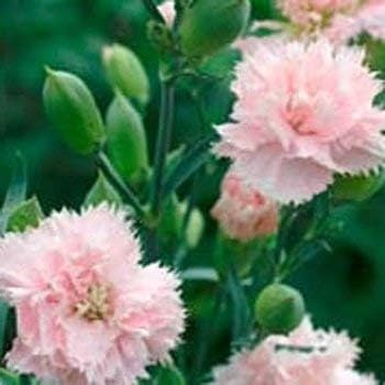 Pink Caryophyllus Flower Seeds for Garden - NON GMO Seeds