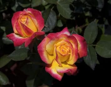 Yellow Pink Rose Plant Seeds for Planting Non-GMO Heirloom Garden Seeds for Growing Beautiful Flowers