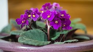Heirloom Non-GMO African Violet Flower Seeds for Planting – Indoor Blooming Variety