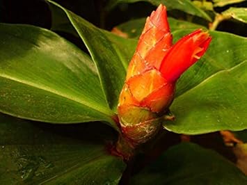 Orange Costus Plant Seeds for Planting - 100 pcs for planting in your garden.