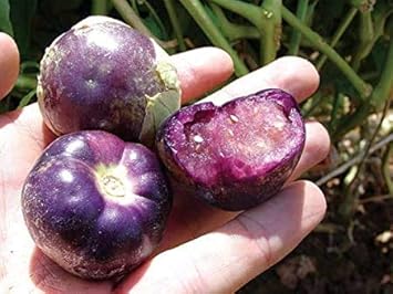 Purple Tomatillo Vegetable Seeds for Planting heirloom & Non-GMO Seeds