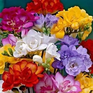 Freesia Flower Seeds for Planting 100 pcs -Hierloom Flower Seeds - Flower for planting in home garden