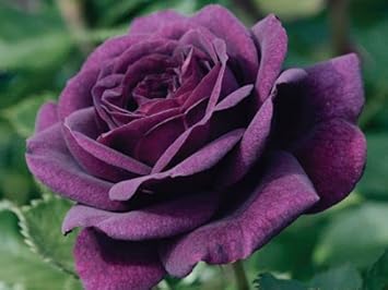 Purple Dragon Rose Plant Seeds for Planting Non-GMO Heirloom Garden Seeds for Growing