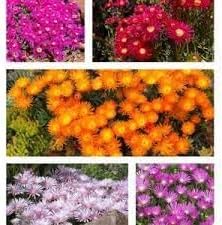 Heirloom Delosperma Flower Seeds for Garden Planting, Non-GMO, Ice Plant Blooms for Ground Cover