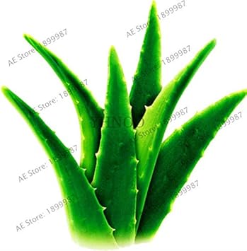 Edible Aloe Vera Plant Seeds for Planting - NON GMO Seeds