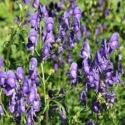 Monkshood Poisonous Flower Seeds for Planting - NON GMO Seeds