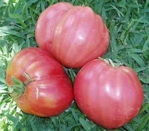 Giant Tomato Seeds for Planting Pink - 100 Pcs pcs