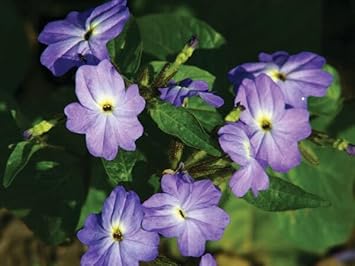 Heirloom Browallia Flower Seeds – Non-GMO Seeds for Vibrant Garden Planting