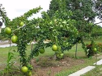 Crescentia Alata Fruit Seeds for Unique & Exotic Tropical Fruit 100 Pcs pcs