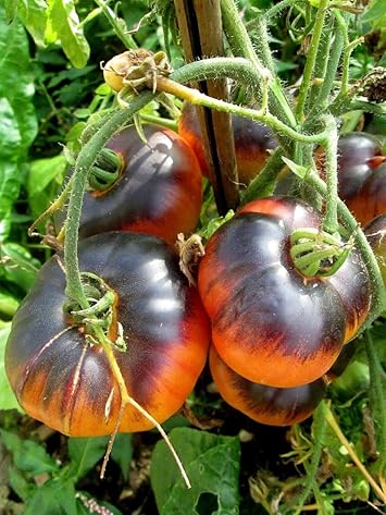 Black Orange Tomato Seeds for Planting