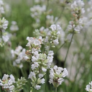 Non-GMO White Provence Lavender Flower Seeds for Planting – Garden Blooms