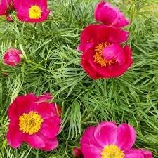 Fern Leaf Peony Flower Seeds for Planting - heirloom & Non GMO Seeds