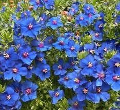 Pimpernel Anagallis Flower Seeds – Heirloom Non-GMO Seeds for Ground Cover Garden Planting - Anagallis for planting in home garden