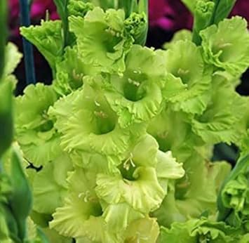 Non-GMO Gladiolus Light Green Flower Seeds for Garden Planting – Unique Floral