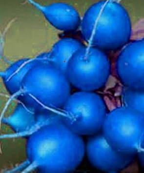 Blue Radish Seeds for Planting - 100 Pcs pcs
