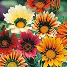 Gazania Flower Seeds Heirloom Non GMO Planting - 100 pcs for planting in home garden