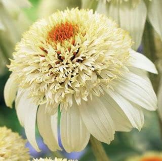 Echinacea Chrysanthemum Plant Seeds (White) –Heirloom & Non-GMO Seeds for planting – Fresh Herb for Your Garden