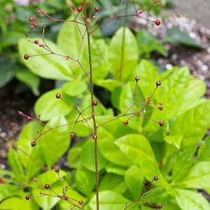 Talinum Paniculatum Plant Seeds for Planting - 100 pcs