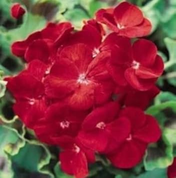 Univalve Geranium Flower Seeds in Maroon - 100 pcs