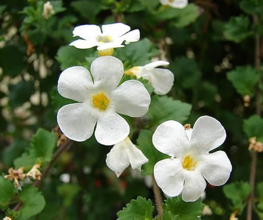 Bacopa Flower Seeds for Planting, Mixed Colors, 100 pcs for planting in your garden.