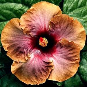 Brown Hibiscus Flower Seeds – Heirloom Non-GMO Seeds for Planting