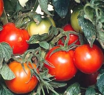 Red Siberian Tomato Seeds for Planting - Unique Variety - heirloom & Non GMO Seeds