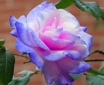 Pink and Blue Rose Flower Seeds for Planting Non-GMO Heirloom Garden Seeds for Growing