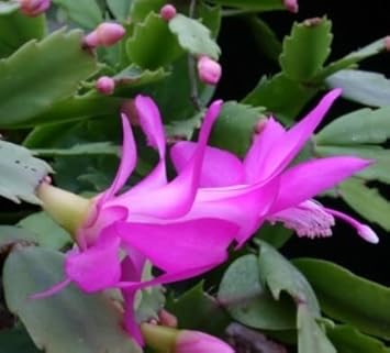 Zygocactus Purple Flower Seeds for Planting - 100 pcs
