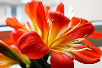 Clivia Flower Seeds for Planting - NON GMO Seeds