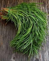 Saltwort Seeds for Medicinal Herb and Tea Garden for Planting Scientific Name Placeholder for planting in home garden