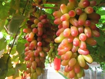 Grape Fruit Seeds for Growing Lush Vines with Sweet Fruits