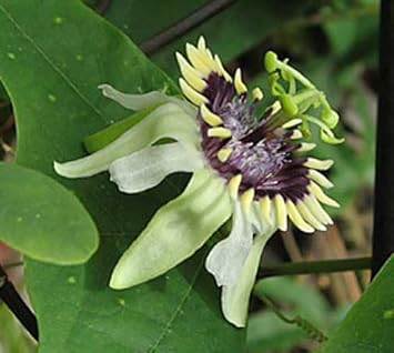Colinvauxii Passion Flower Seeds, Heirloom, Non-GMO Seeds for Planting