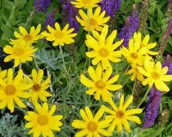 Heirloom Non-GMO Sunshine Flower Seeds for Planting – Bright Blooms for Vibrant Garden Displays