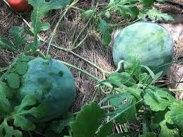 Green Cucumeropsis Seeds for Planting - 100 Pcs pcs