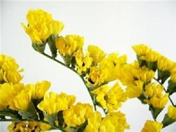 Yellow Statice Flower Seeds for Planting - 100 pcs