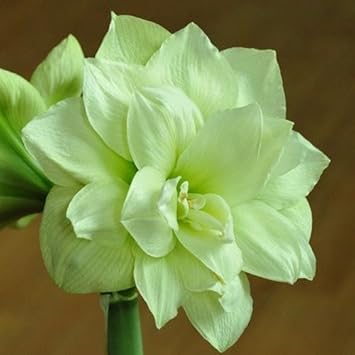 Light Grey Hippeastrum Flower Seeds – Heirloom Non-GMO Amaryllis Seeds for Gardens