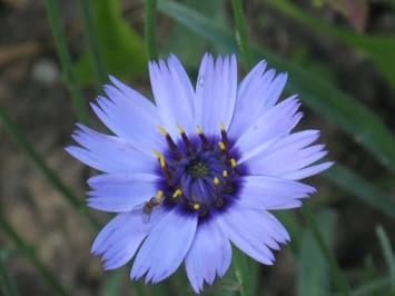 Organic Heirloom Non-GMO Blue Catananche Seeds for Planting – Garden Love-in-a-Mist